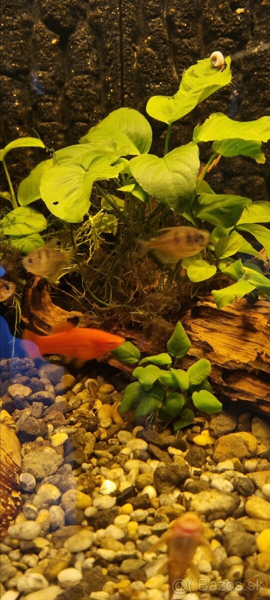 Akvariove ryby