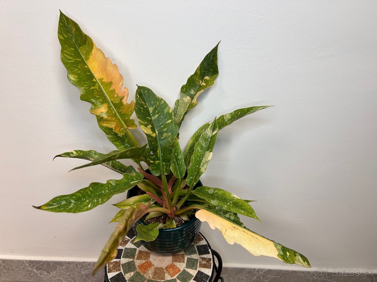Philodendron ‘Ring of Fire’