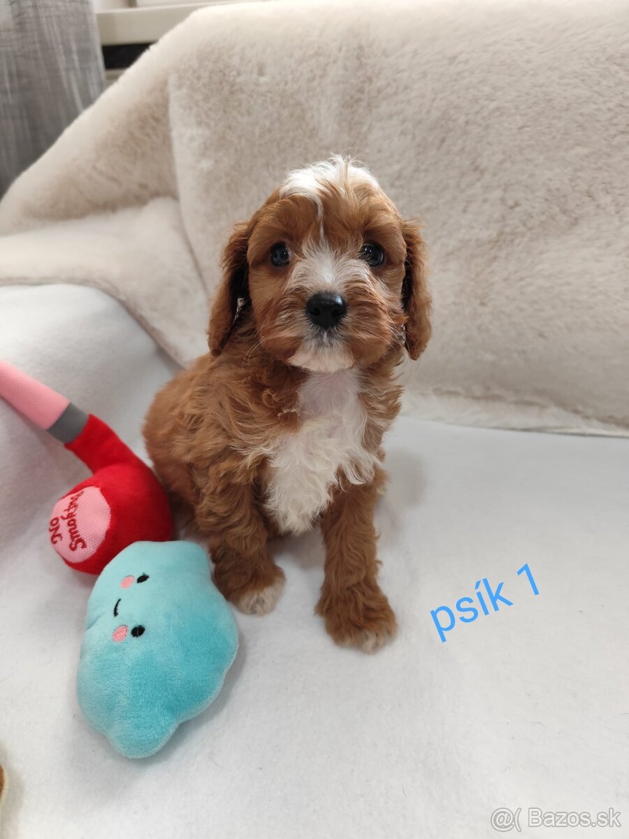 Cavapoo