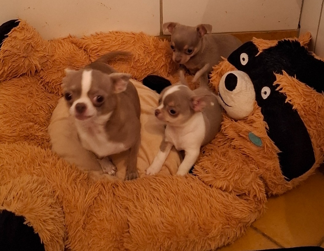 čivava- lila fenka MINI a biely/lila psík MINI