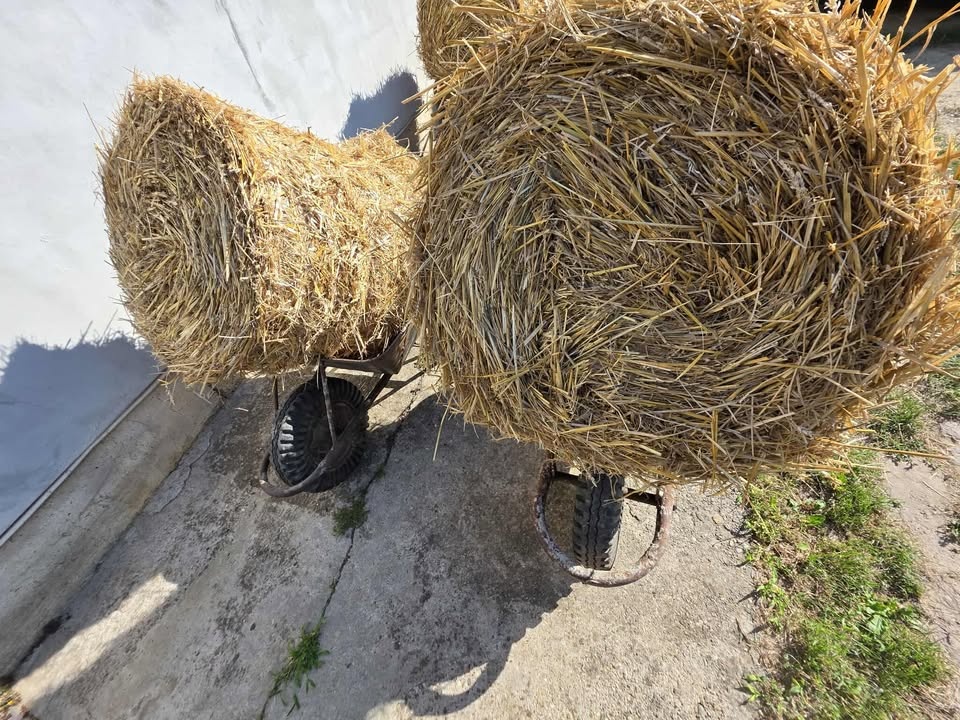Predám žitné balíky slamy