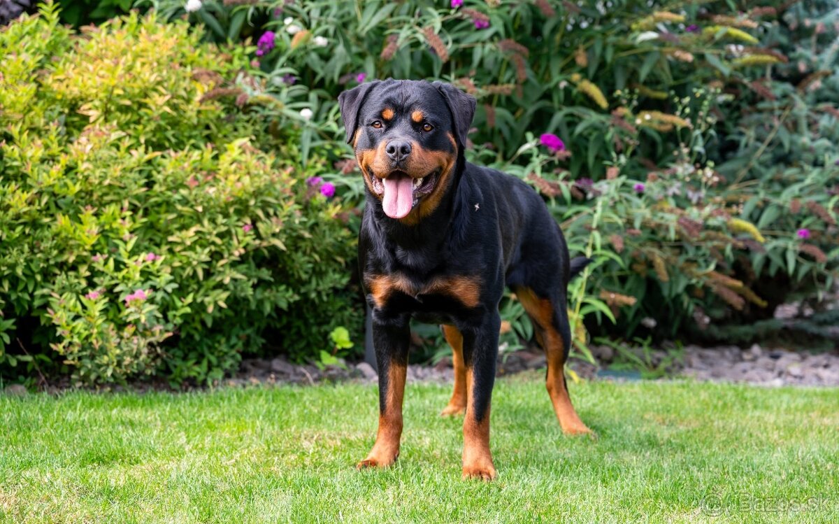 Rotvajler, rottweiler