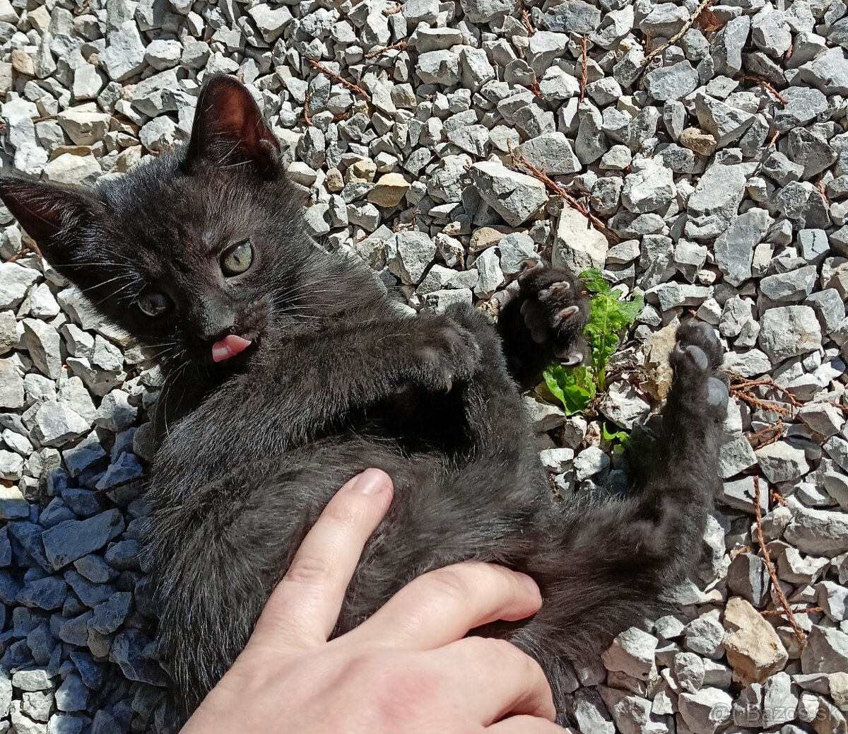 Darujem mačiatka, mačiatko.