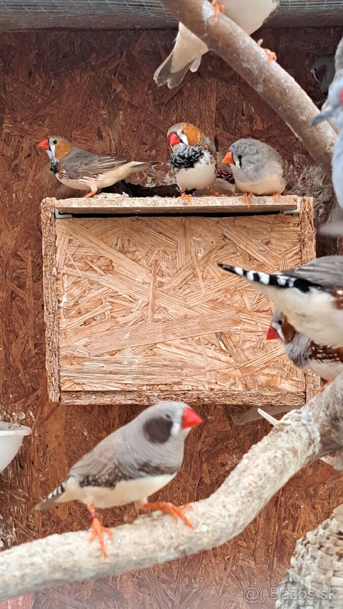 Predám zebricky a pestunky