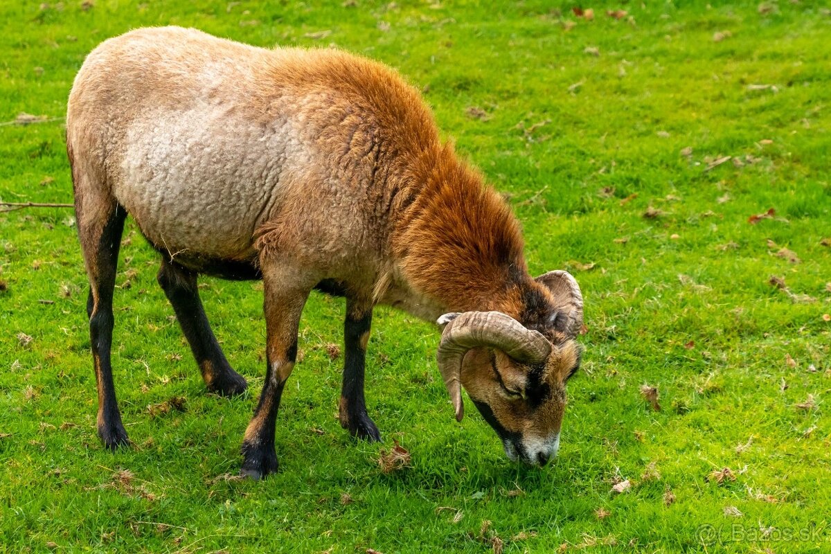 Predaj oviec kamerúnskych