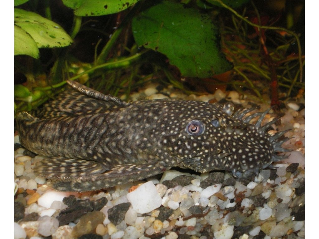 Prísavník obyčajný Ancistrus DARUJEM