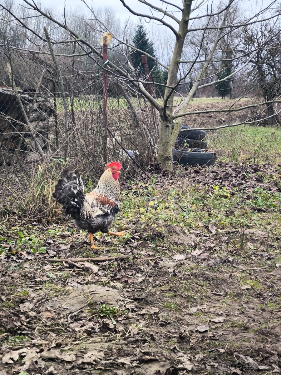 Kohúty Cream Legbar