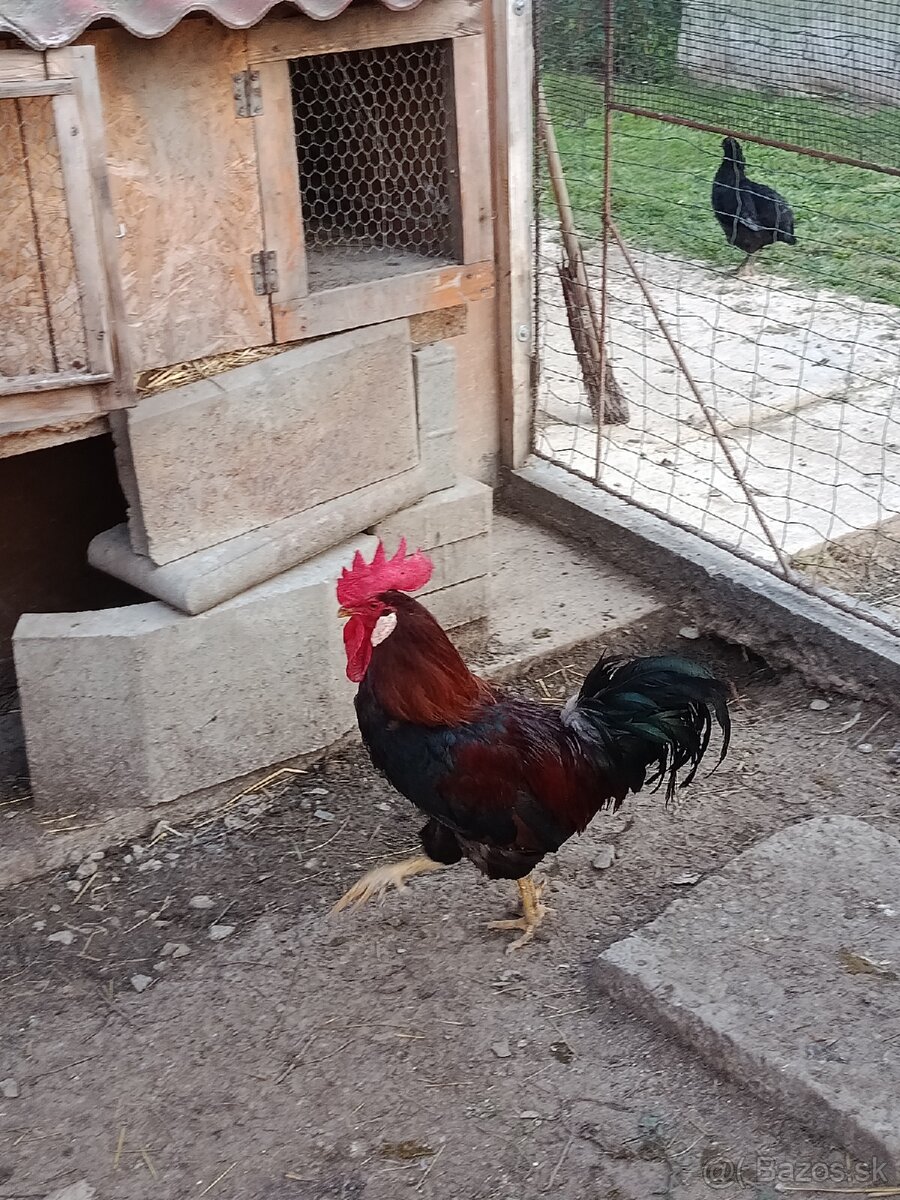 Vlaška Jarabičia Kohút