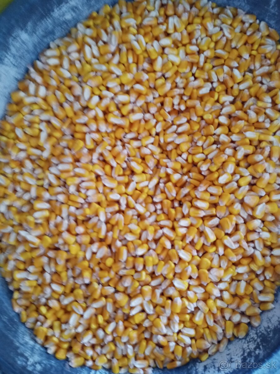 Predam kukuricu