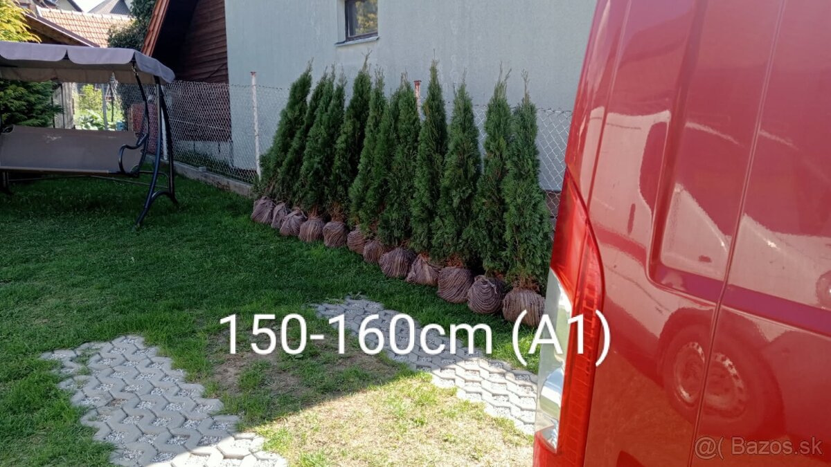 Tuja Smaragd, vavrínovec, červienka - Prešov
