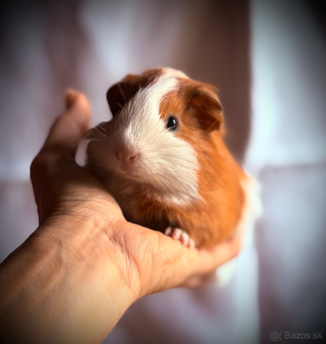 Sheltie nádherný samček morské prasiatko