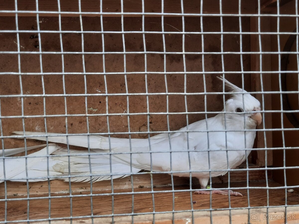 Korela albino