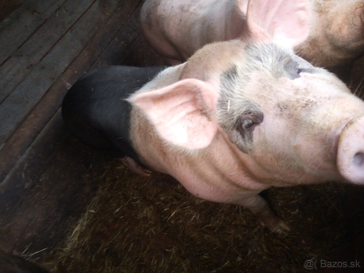 Predám svine