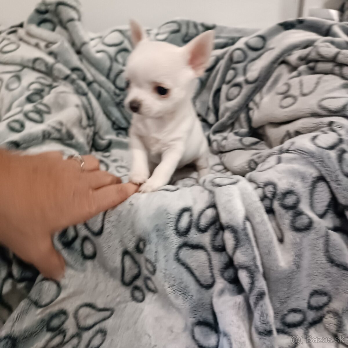 Civava kratkosrsta mini