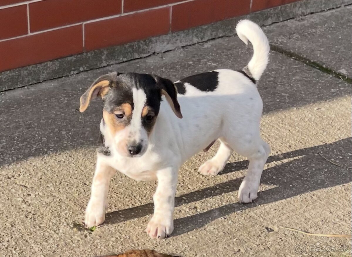 Darujem 11 mesačných psíkov