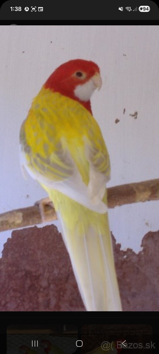 Rozela pestrá lutino