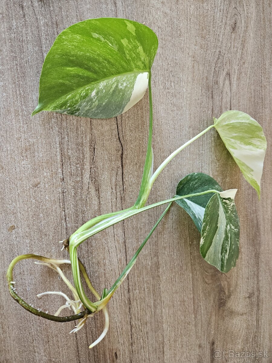 Monstera albo