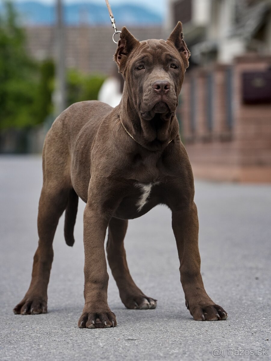 Bandog, moloss, mastiff, kanarska doga sučka