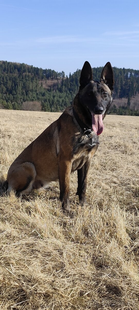 Belgický ovčiak malinois