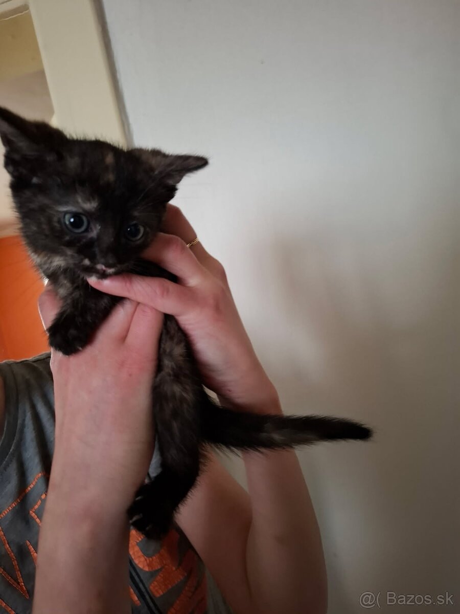 maciatka
