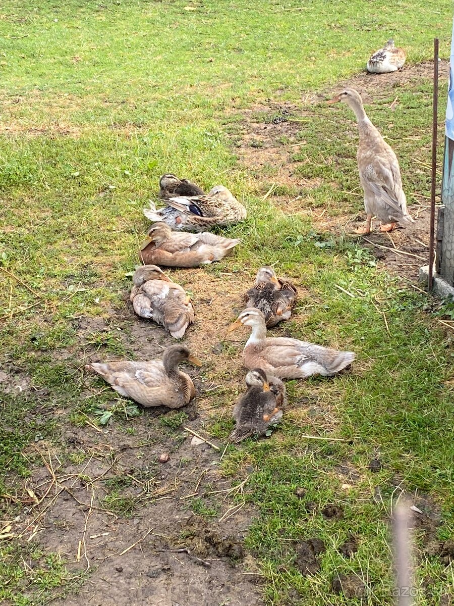 Indické Bežce - PREDÁM/VYMENÍM