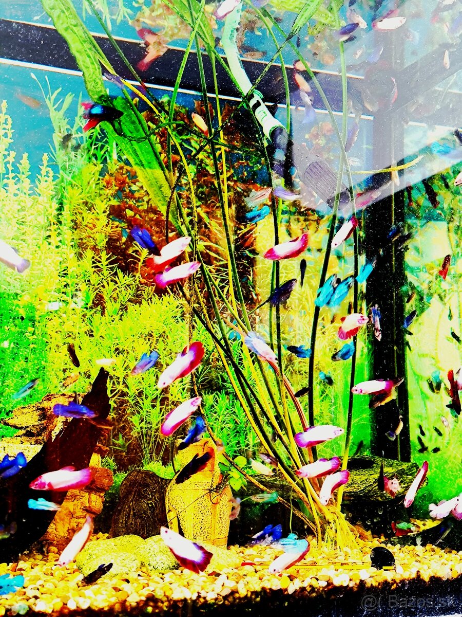 Betta Splendens - Bojovnica Pestrá.