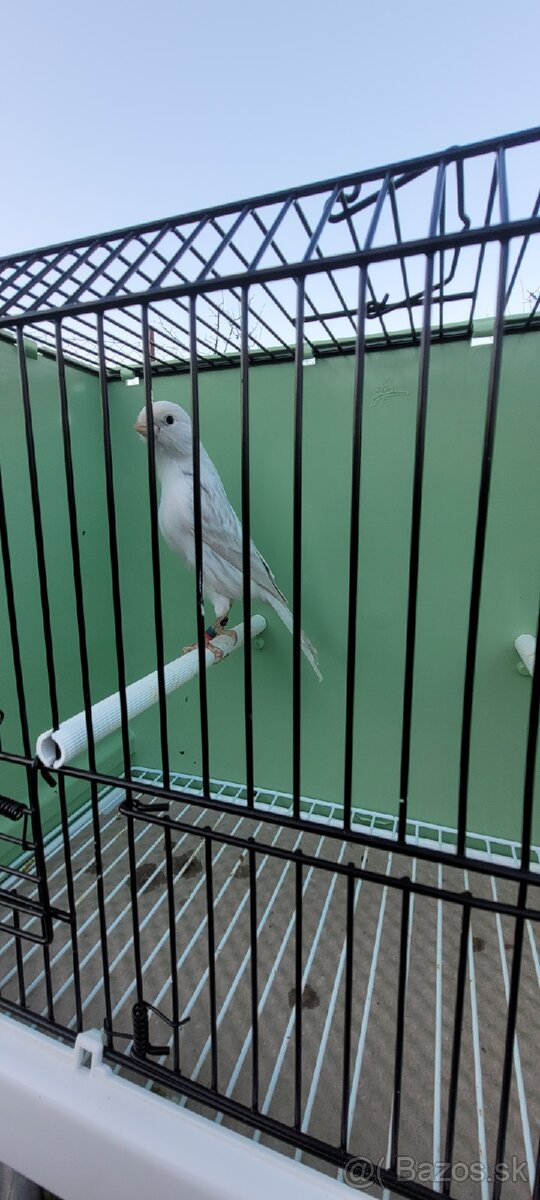 Predám Kanáriky,Kanáre