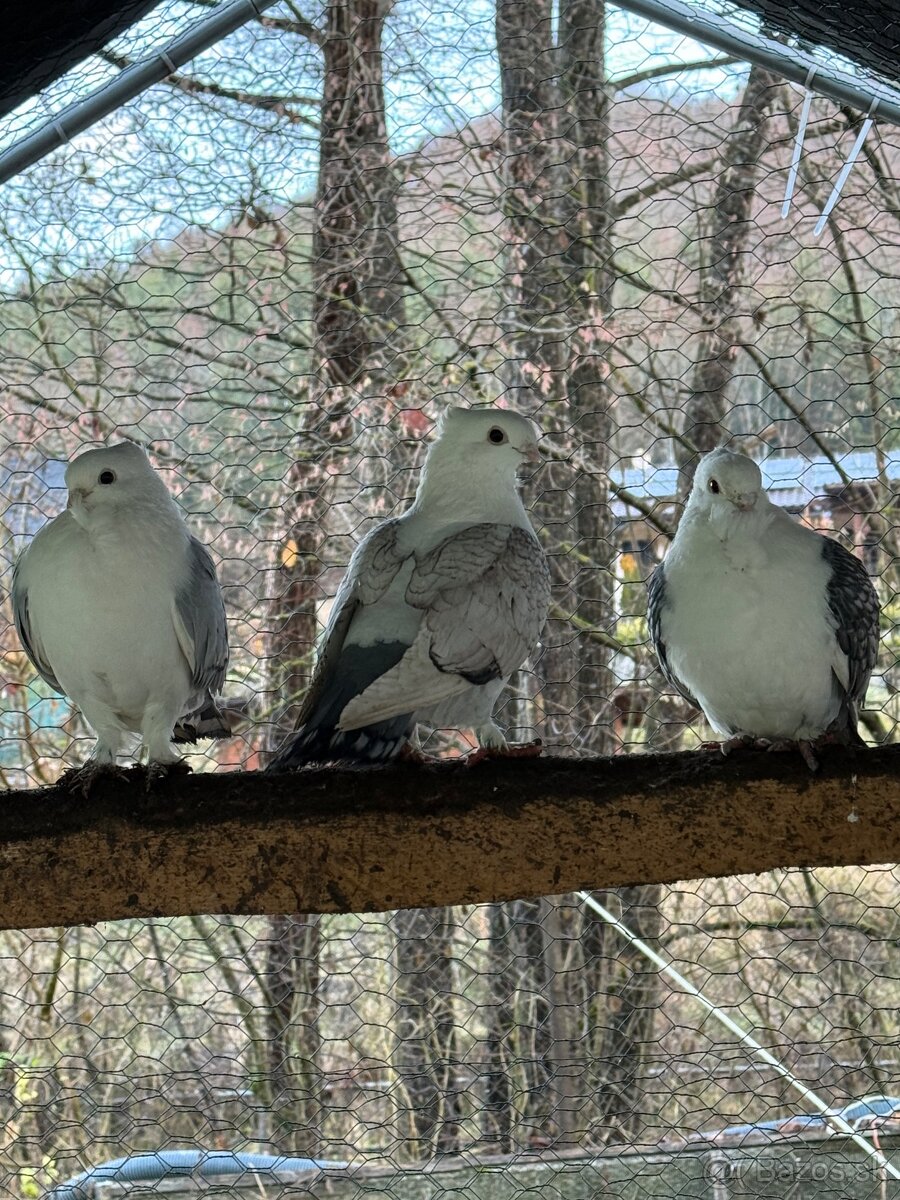 Starorientálne sovky