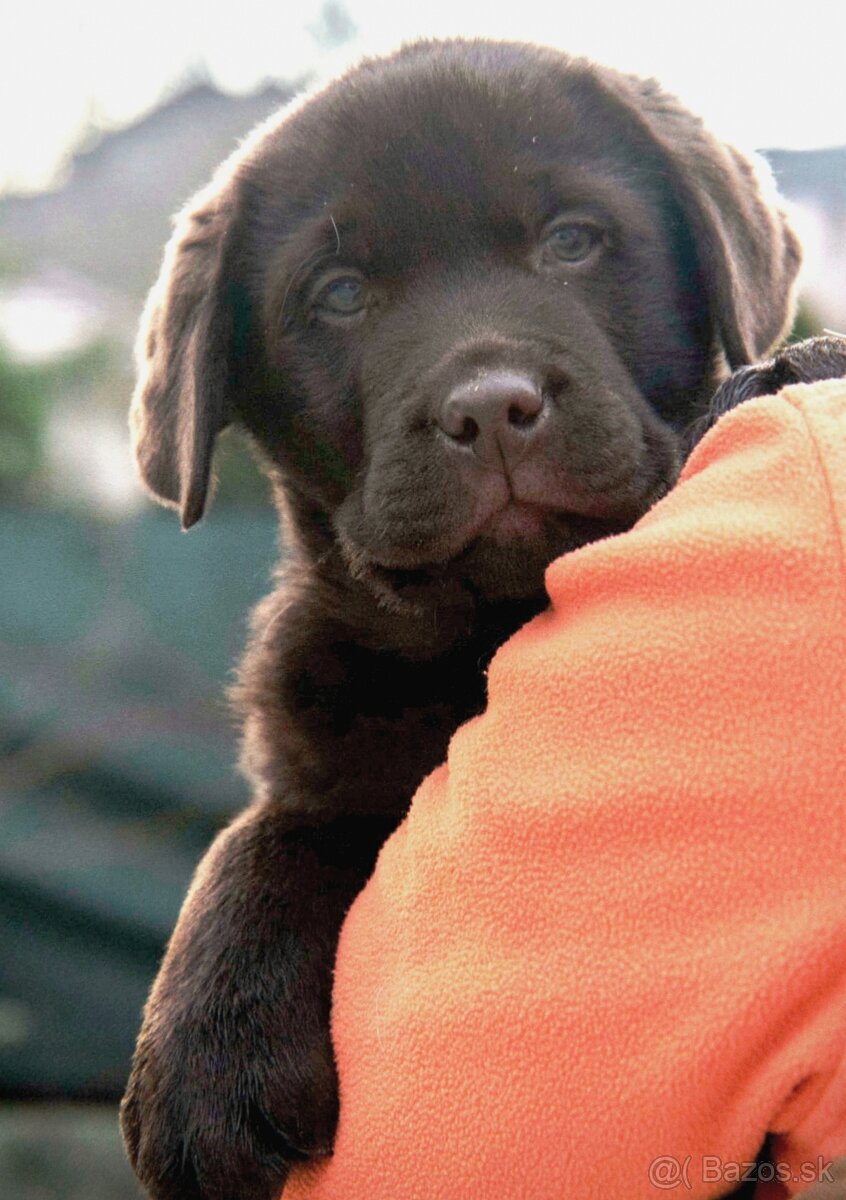 Labrador retriever s PP , Labradorsky retriever