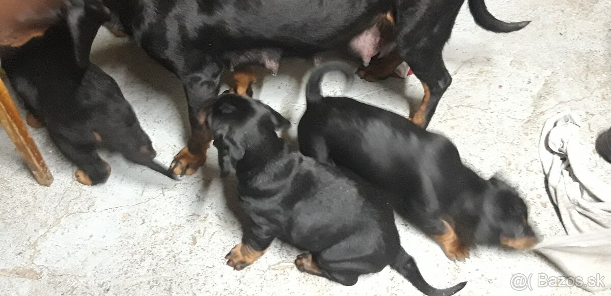 Šteniatka slovenský kopov