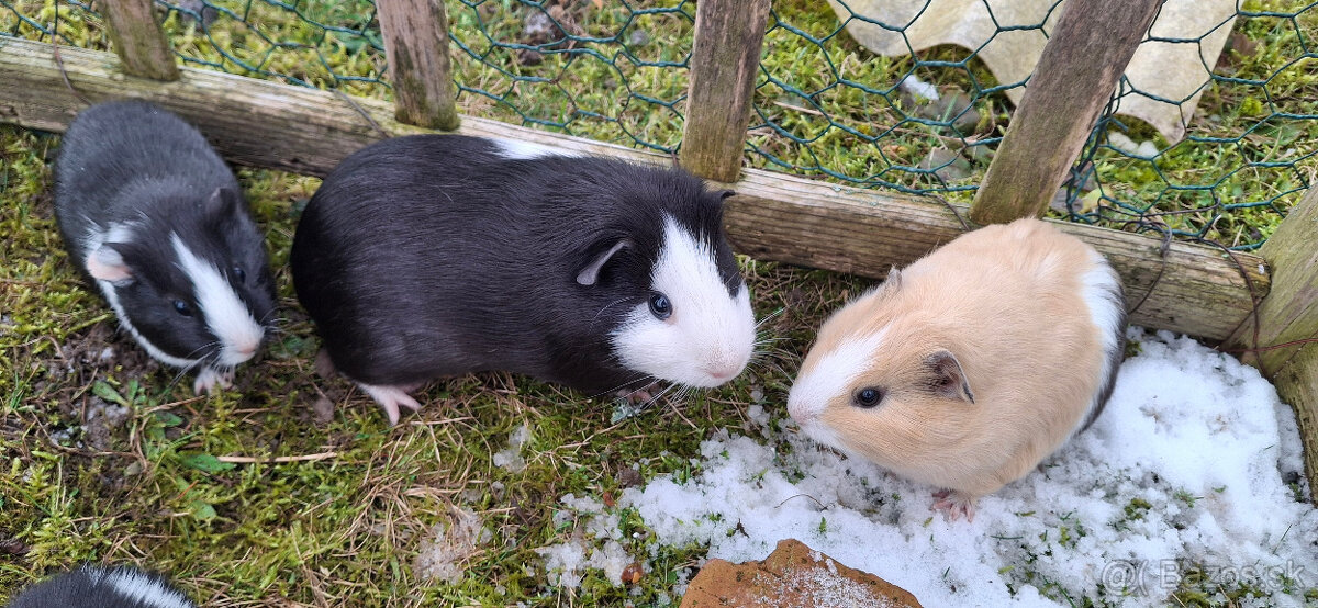 Predám morské prasiatka