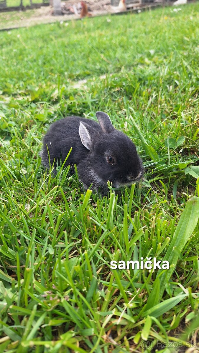 Zakrslý králik