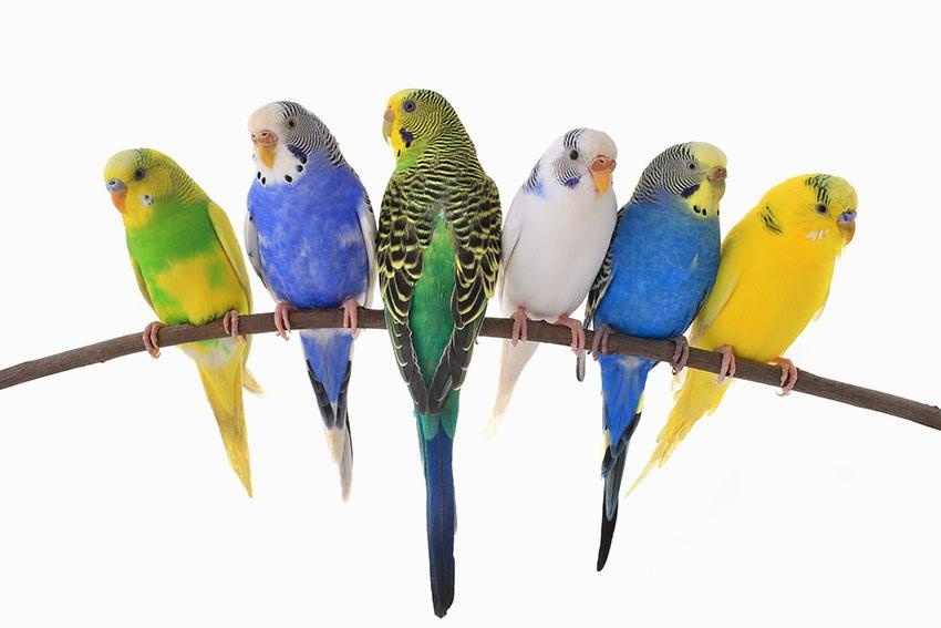 Andulky , Agapornis , Spevave , Kakariky KÚPIM