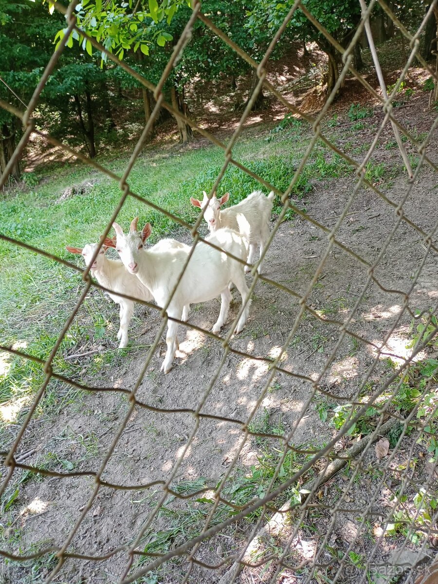 Slovenská koza (kozľa)
