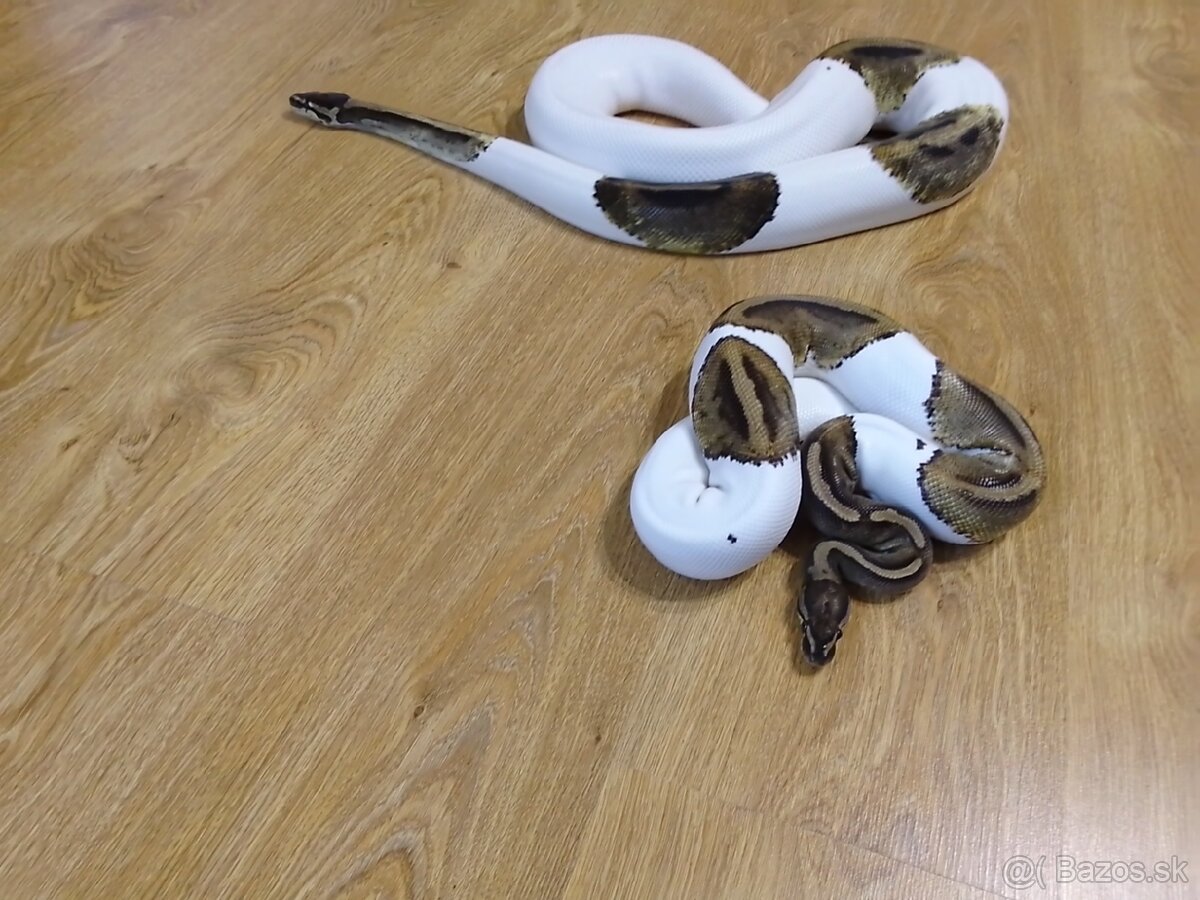 PYTHON REGIUS PIEBALD -DVE PREKRÁSNE SAMICE