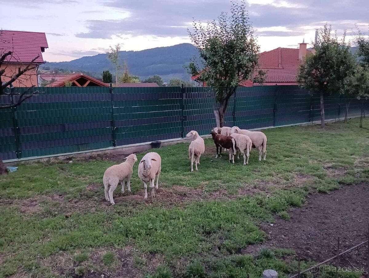 Predám ovce