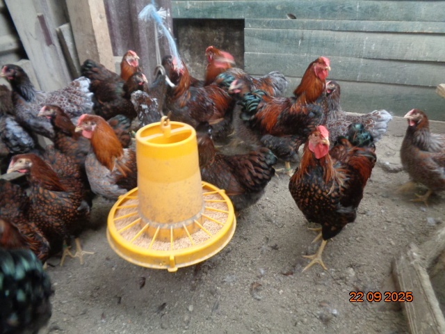 Sliepky wyandotky zlatej lemovanej