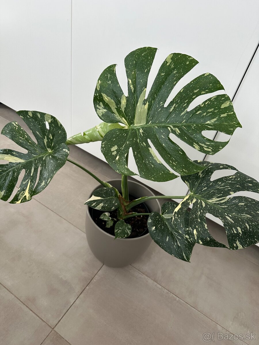 Monstera thai constalation