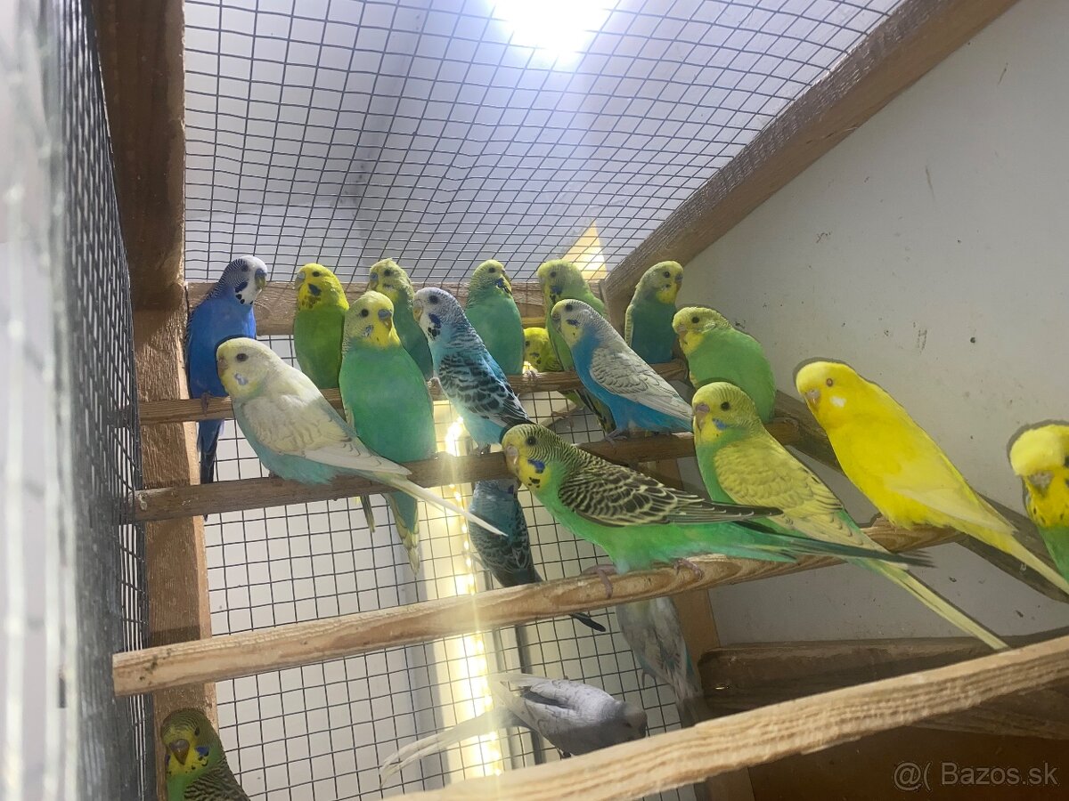 Mladé andulky a korely