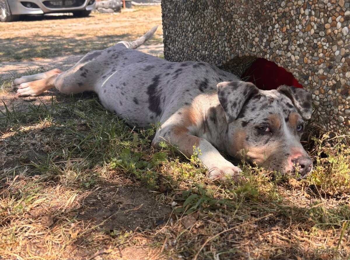 American bully