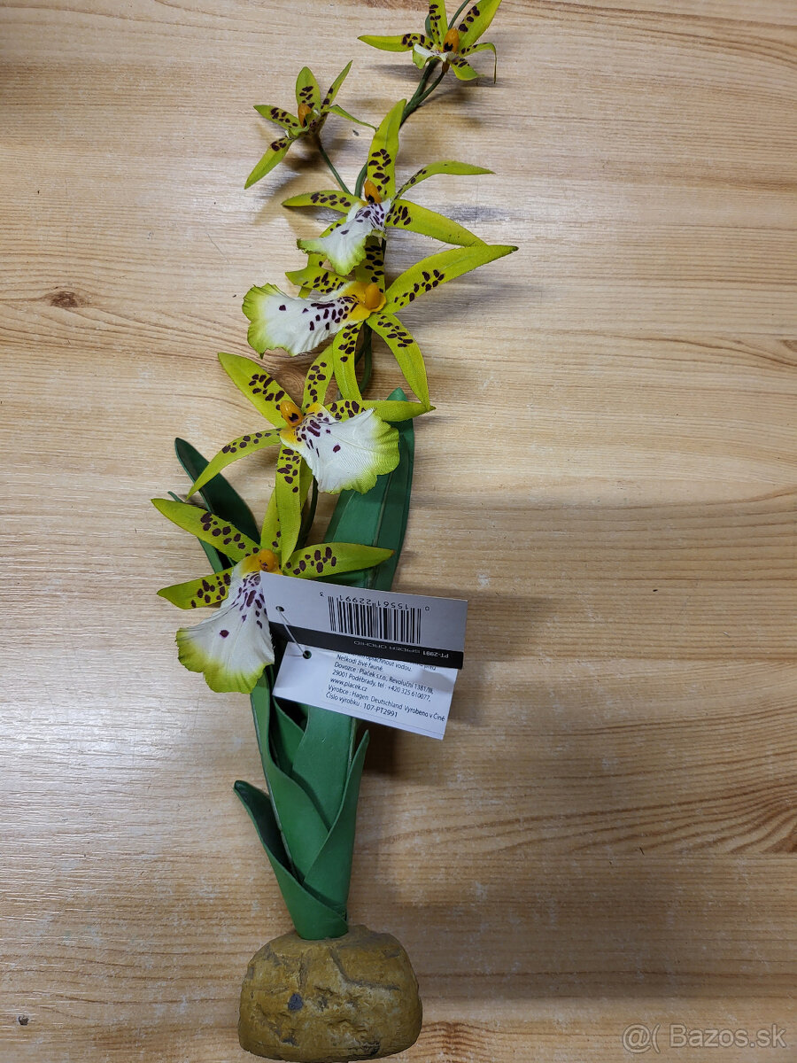 rastlina orchidea
