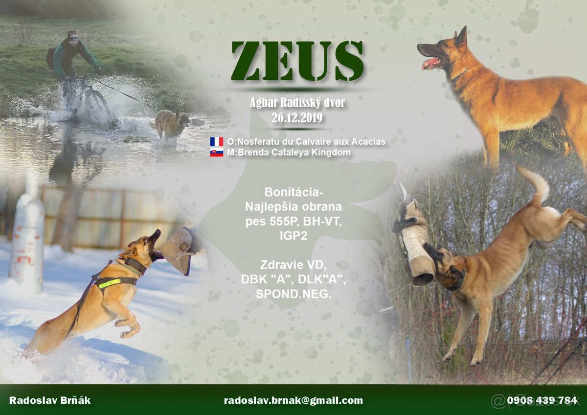 Ponúkam na krytie belgického ovčiaka Malinois
