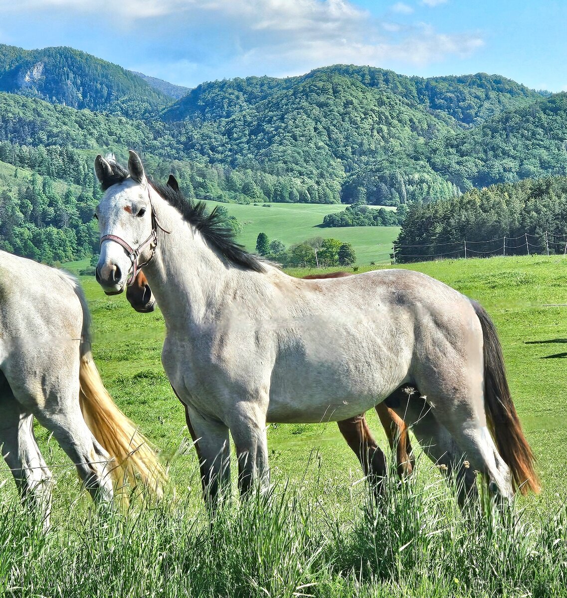 Beluš