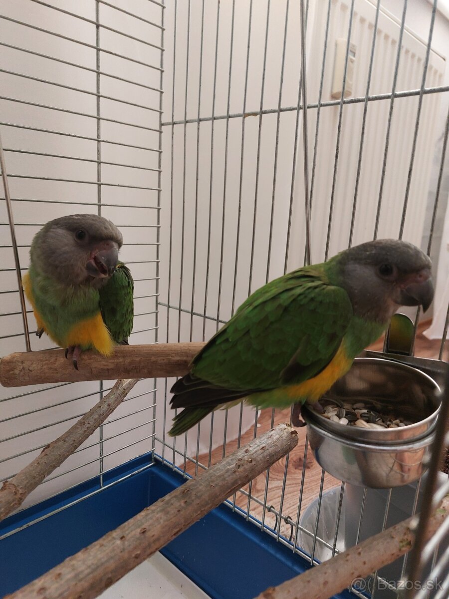 Senegal