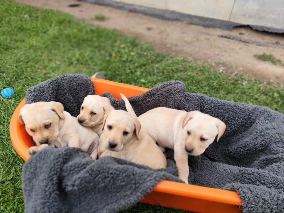 Šteniatka labrador