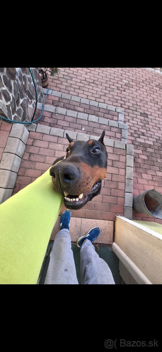 Doberman na krytie