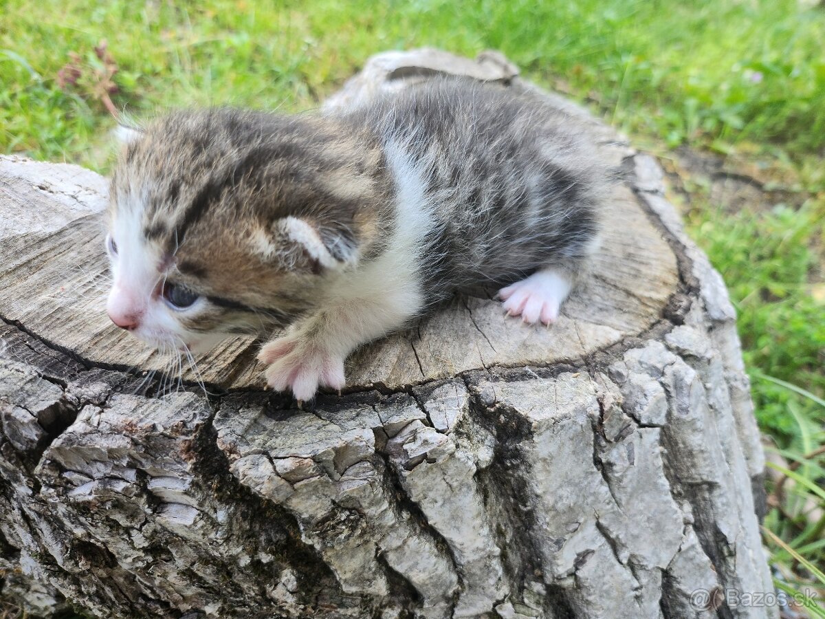 Mačiatka