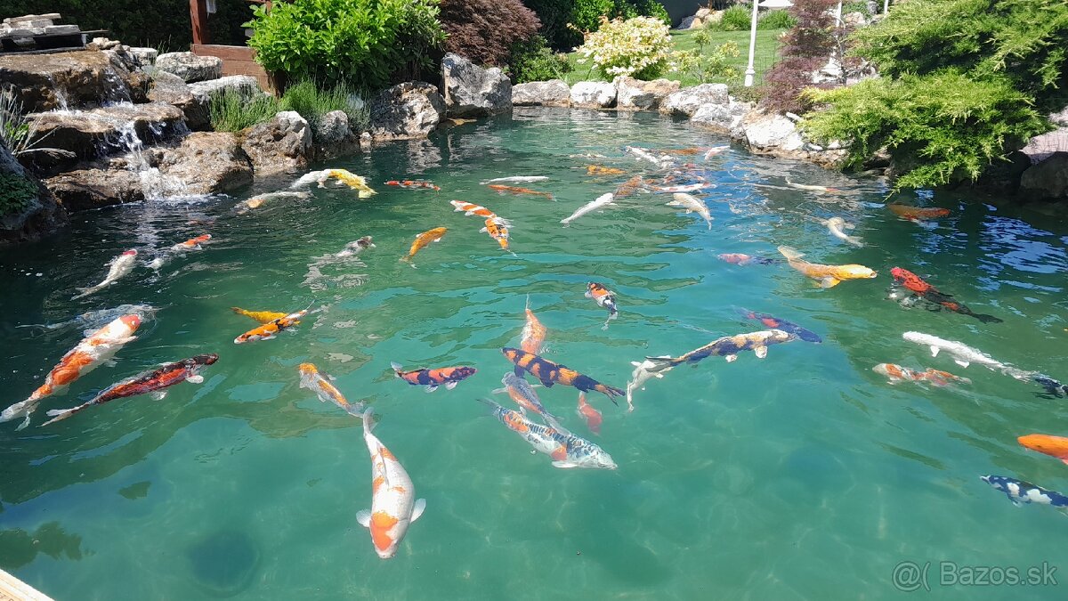 Koi kapre