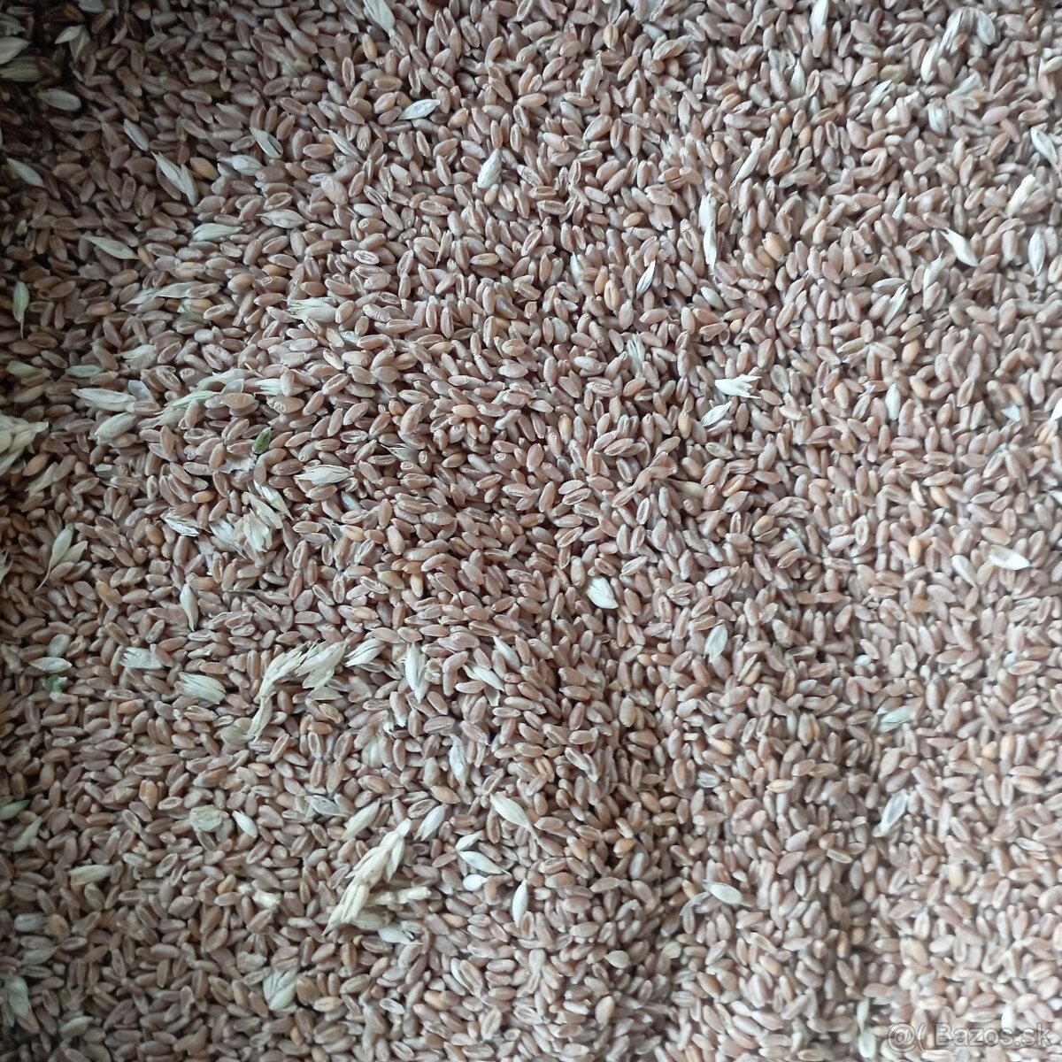Psenica