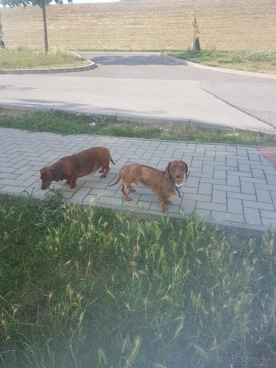 Stráženie,venčenie psikov počas dovolenky alebo počas dňa